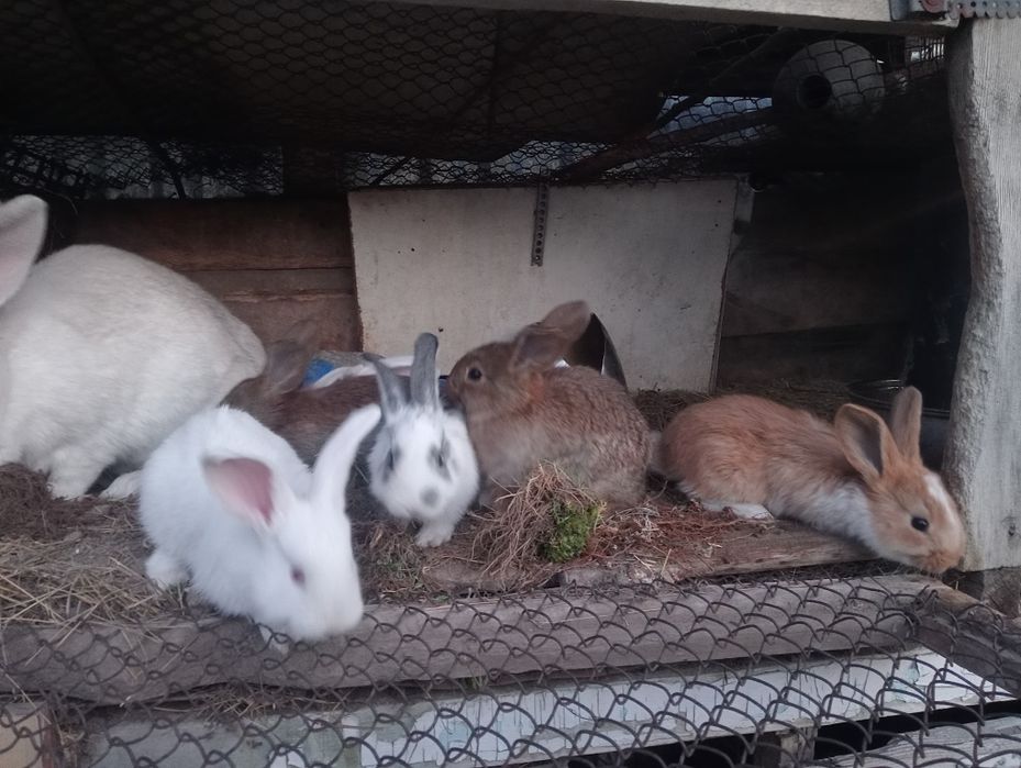 Кролики продаются, от 2.т.тенге