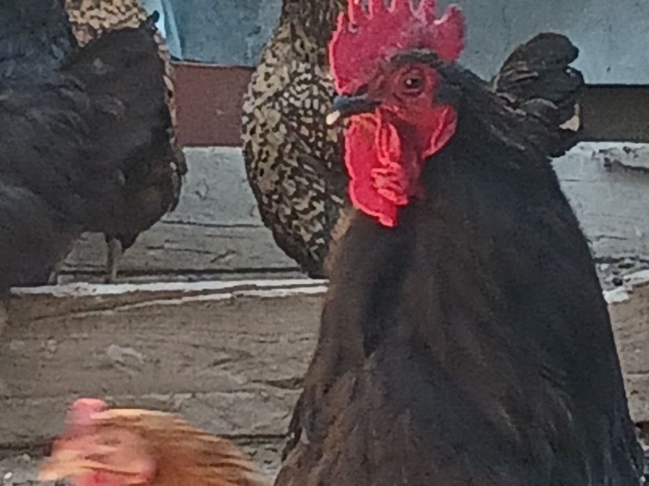Джерсийкий гигант  тауык