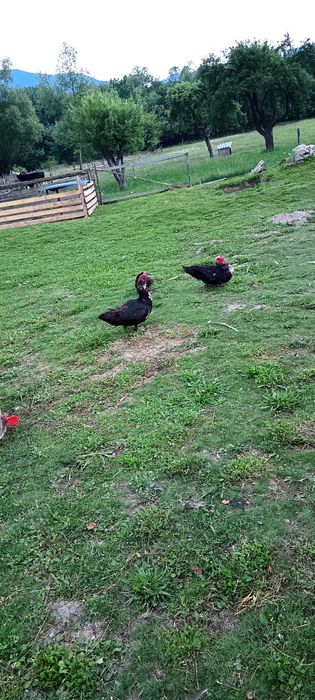 Animale de vânzare urgent