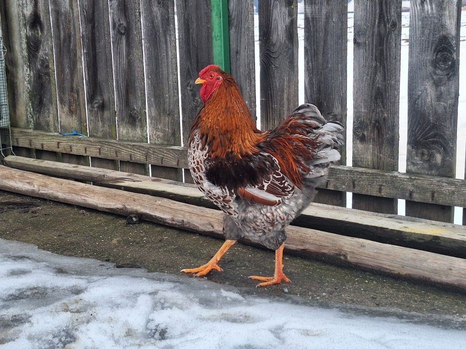 Wyandote  de vânzare