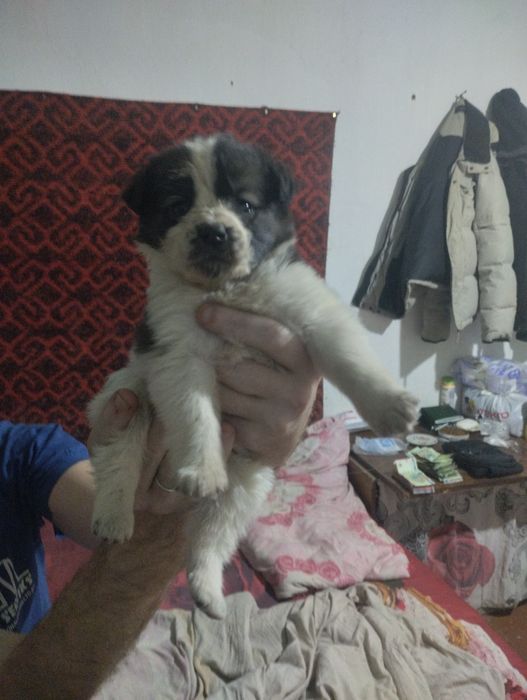 Отдам даром в хорошие руки шинки звонки