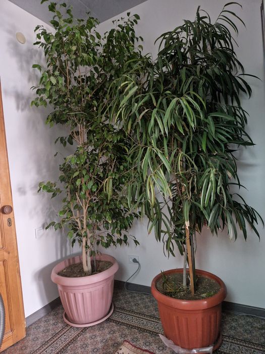 Комнатные растения