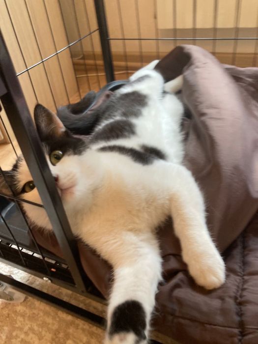 Кот мальчик в добрые руки