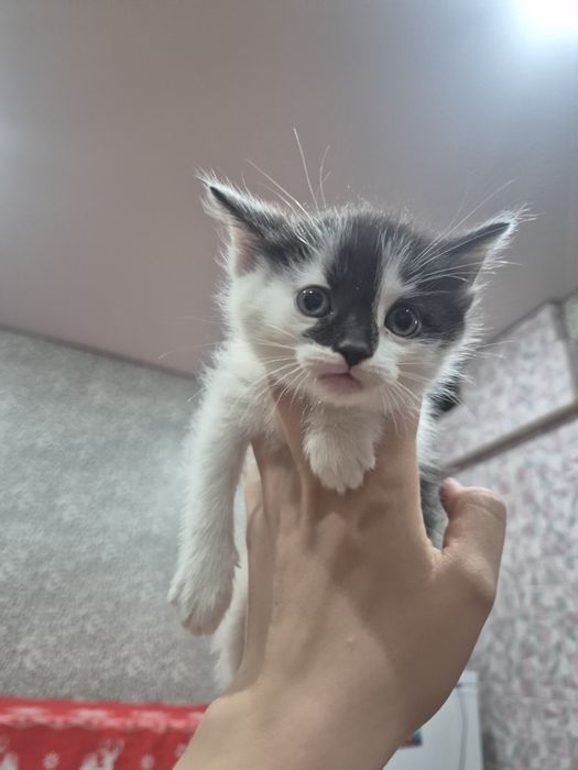 Отдам даром котят