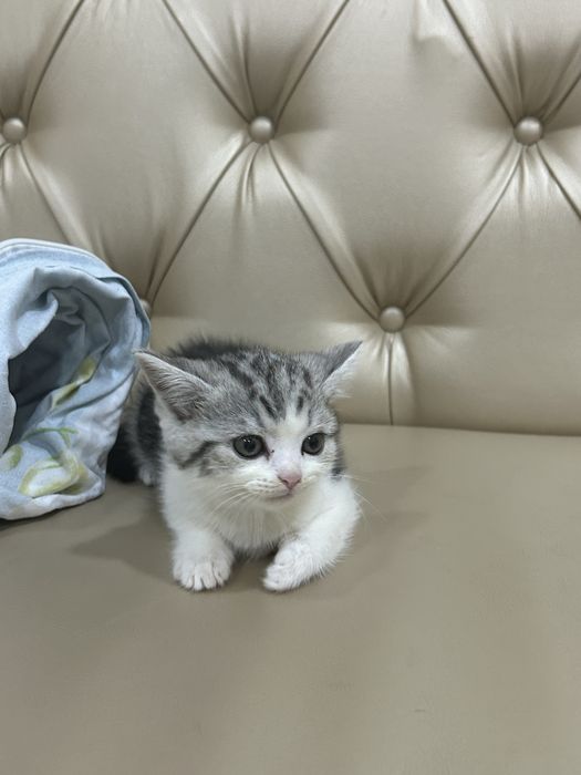 Мысық сатылады шотландские