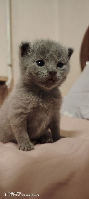 Shirin zotdor mushukchalar sotiladi.