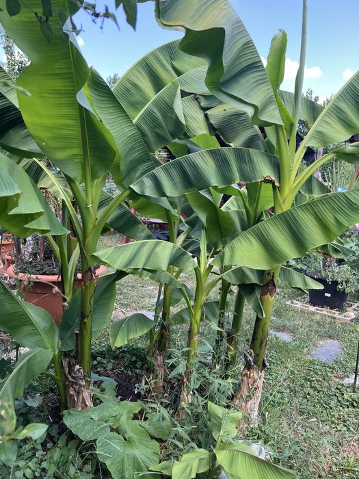 Vand bananieri si yucca