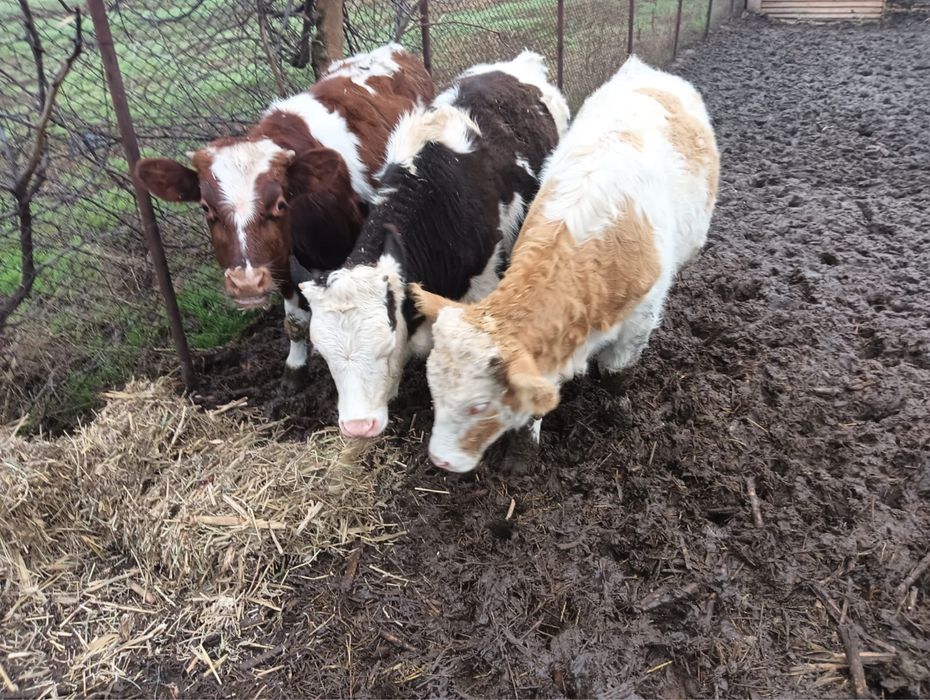 2 vitele si un tauras balțeni