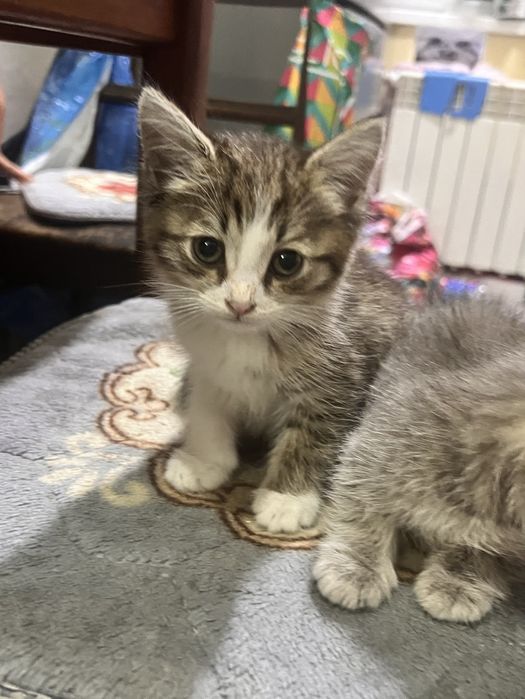 Котята в добрые руки!