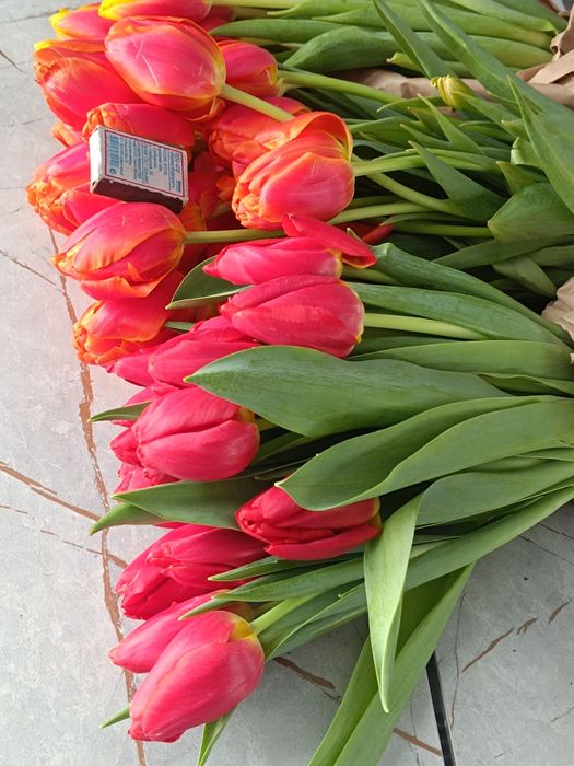 Тюльпаны на 8 марта