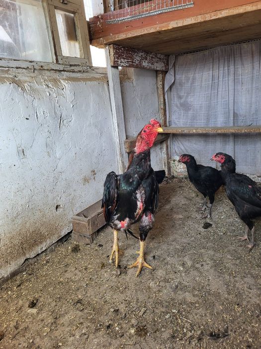 Сатамын дакан жумыртка 1000