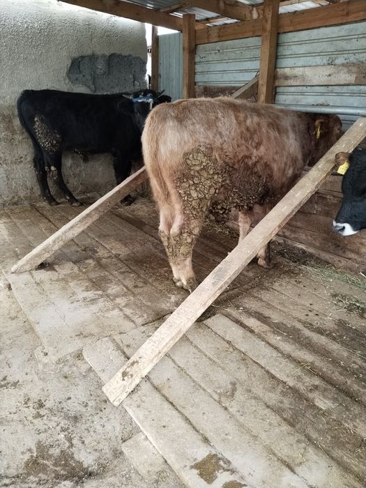 Бычки в хорошем состоянии