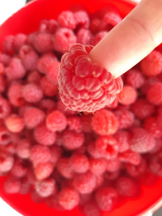 Продам саженцы сортовой малины