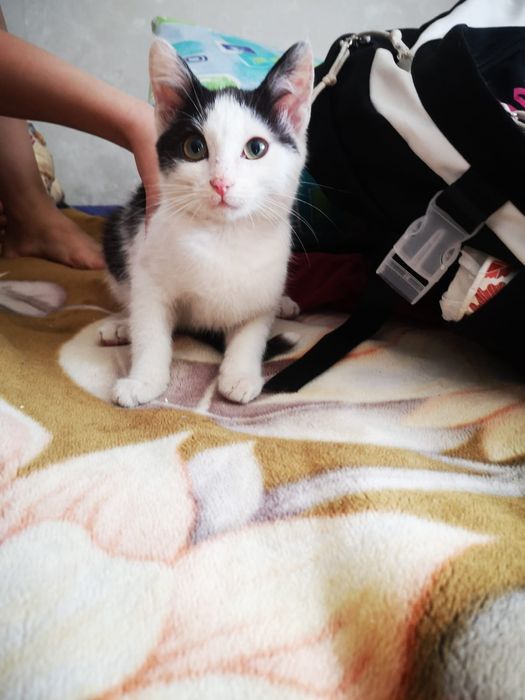 Котята умные добрые