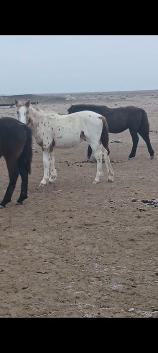 Жылқы малдары сатылады.