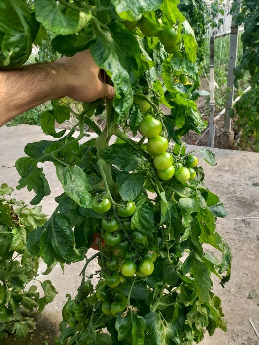 AlaminoF1 va Alamino bachki bachki ochiqdala va issiqxona uchun