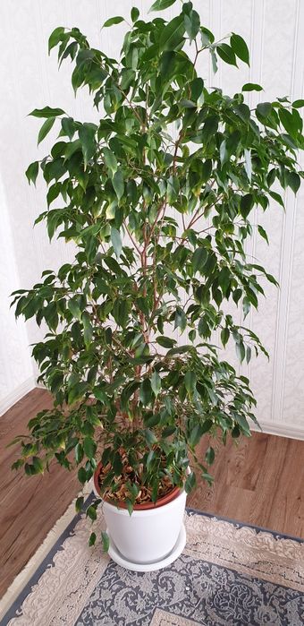 Продам фикус бенжамина