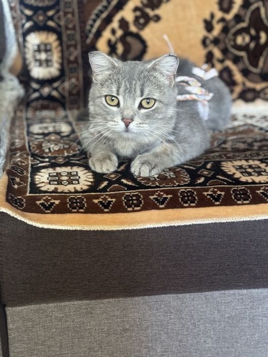 Кошки Аксу бесплатно