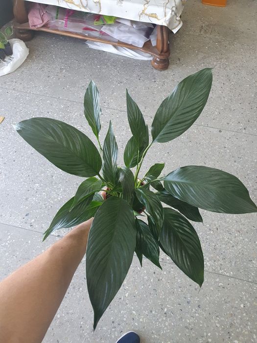 Spatifilum qora Спатифилум чёрный женская счастья