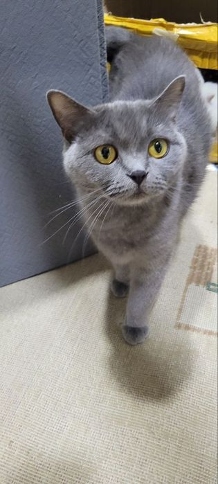 Продаю , сотилади Британка