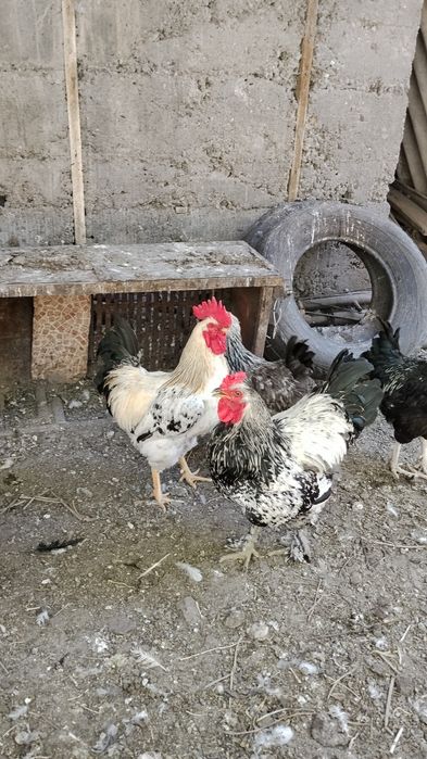 Продам петухов.        .