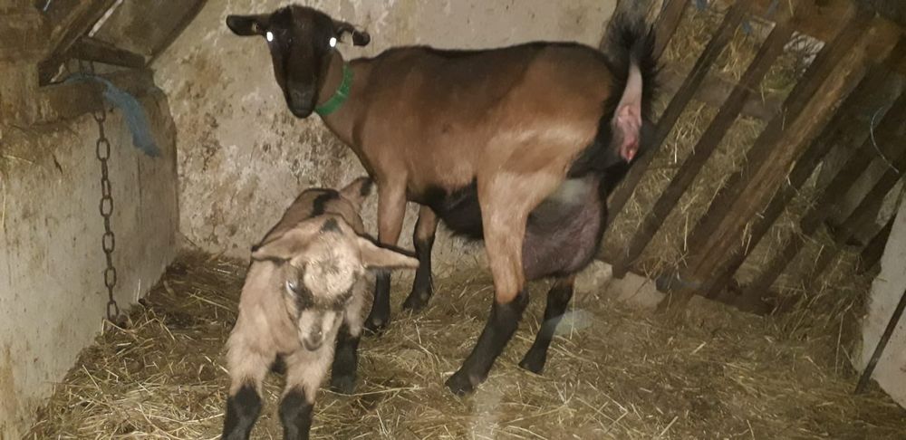 Vând tapisori Alpin Francez rasă pură ciuti genetic