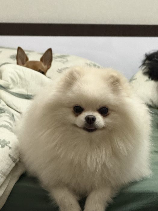 Шпиц вязка срочно только