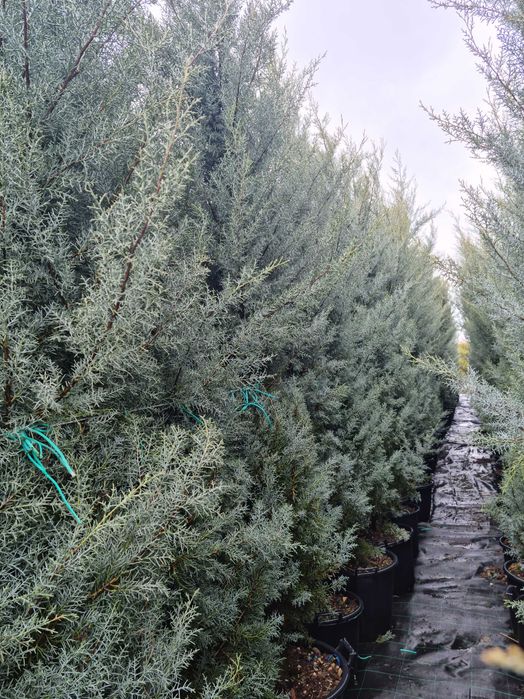 Leylandii, Arizonica, Goldcrest gard viu plante la ghiveci