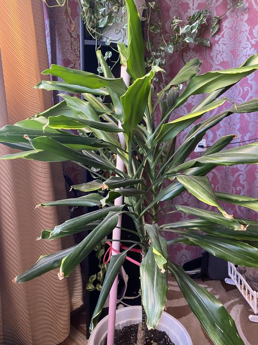 Комнатый & цветок&