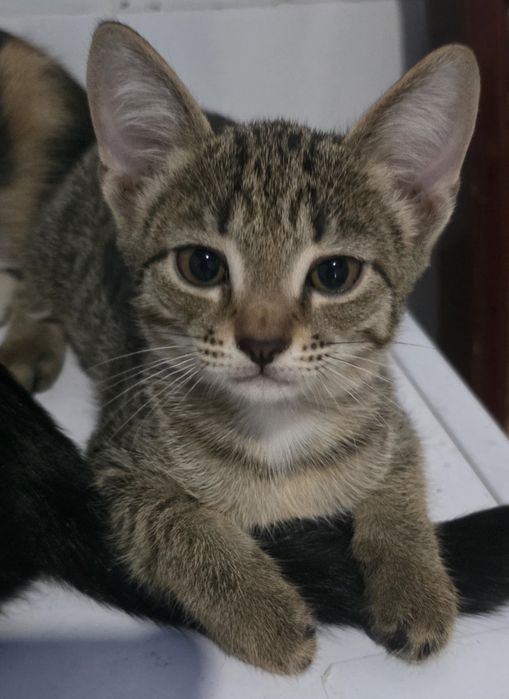 Котята девочки в добрые руки