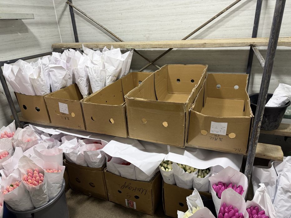 Lolo Тюльпаны оптом