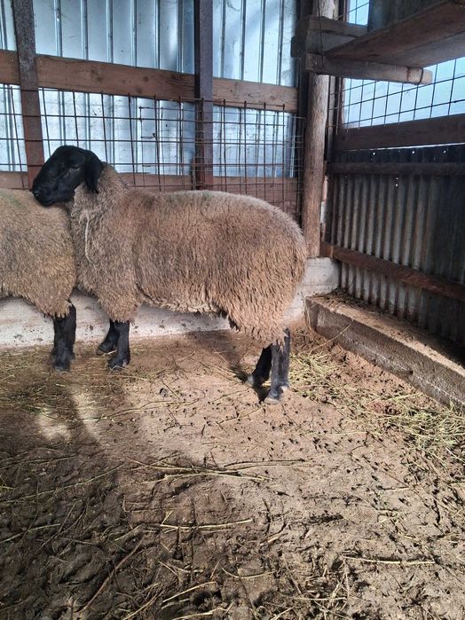 Vand berbecut Suffolk