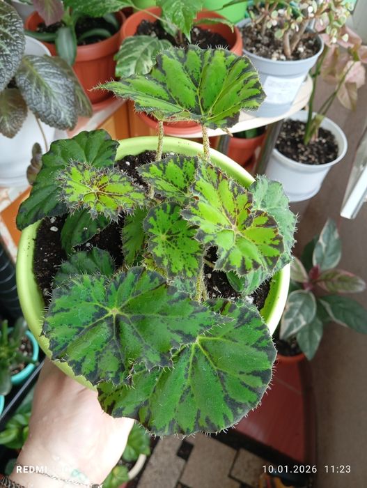 Продам комнатные растения