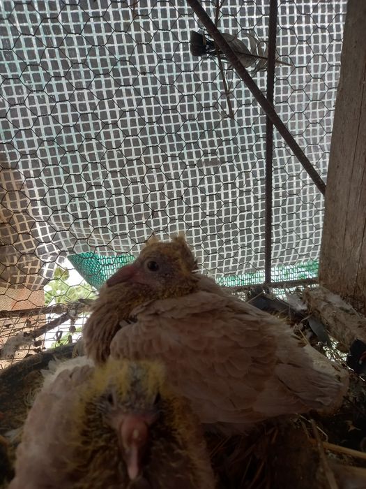 Pui voiajori tardivi