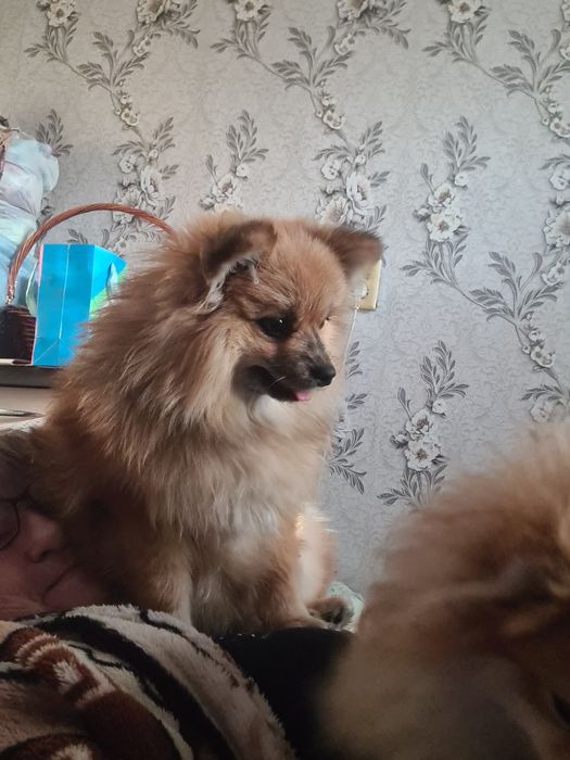 Девочка шпиц 7 месяцев