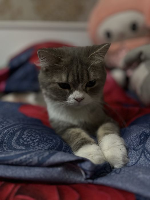 Отдам кошку шотландскую прямоухую скоттиш страйт.