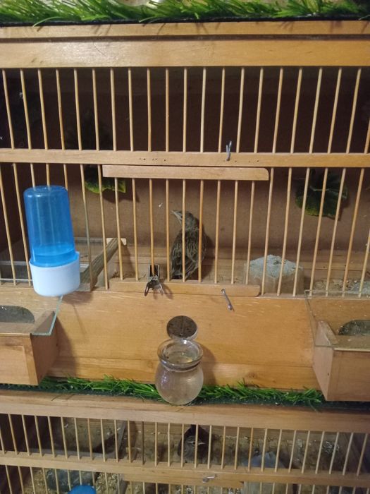 Певчая птица ЖАВОРОНОК.