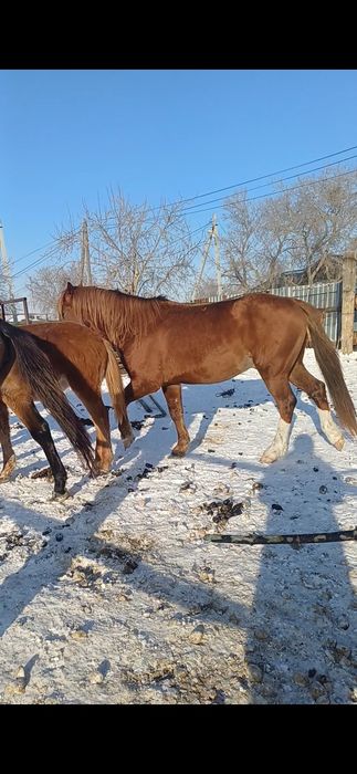 Продам жеребец 7 лет