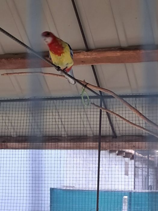 Papagal Rosella cocos