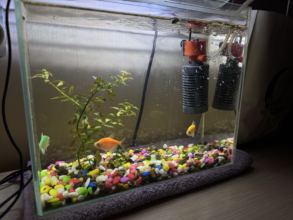 Аквариум 10 л , 3 рыба