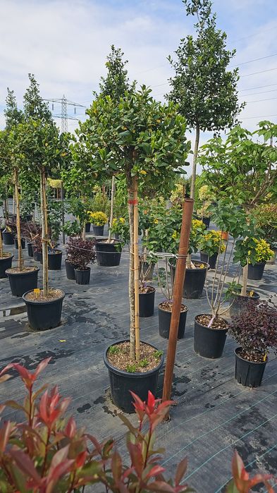 Euonymus japonicus- Ilex pe tija - Photinia red robin-