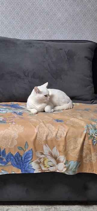 Отдам кошку в добрые руки