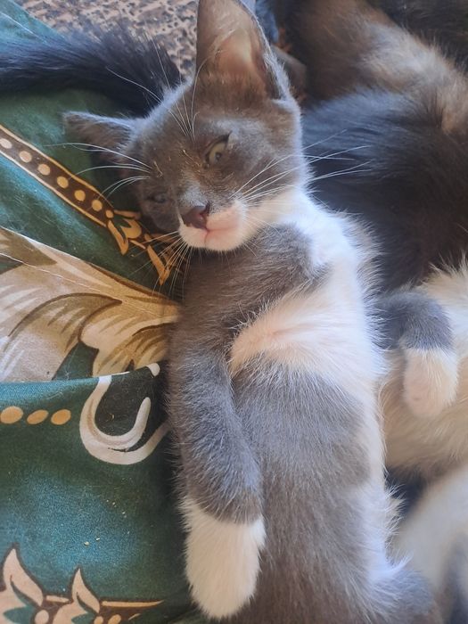 Отдам котят марғаулар