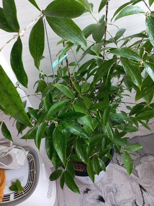 Цветок Драцена Суркулоза