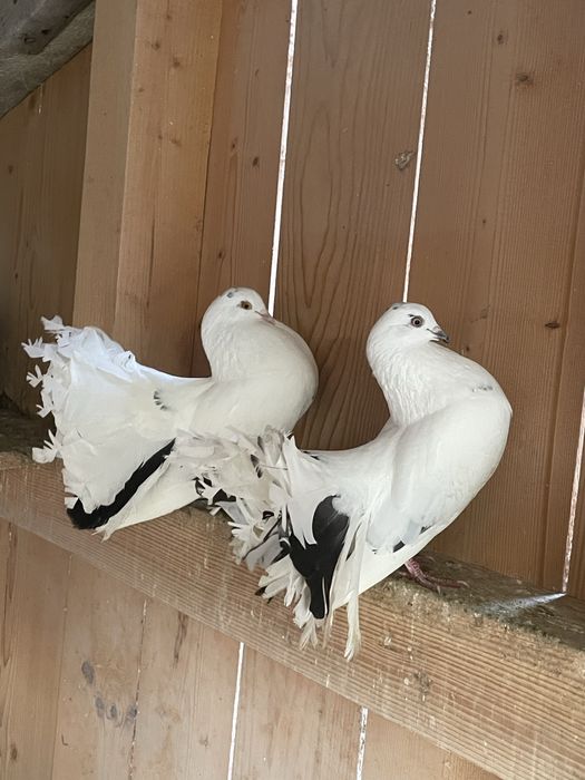 Porumbei voltați de vânzare