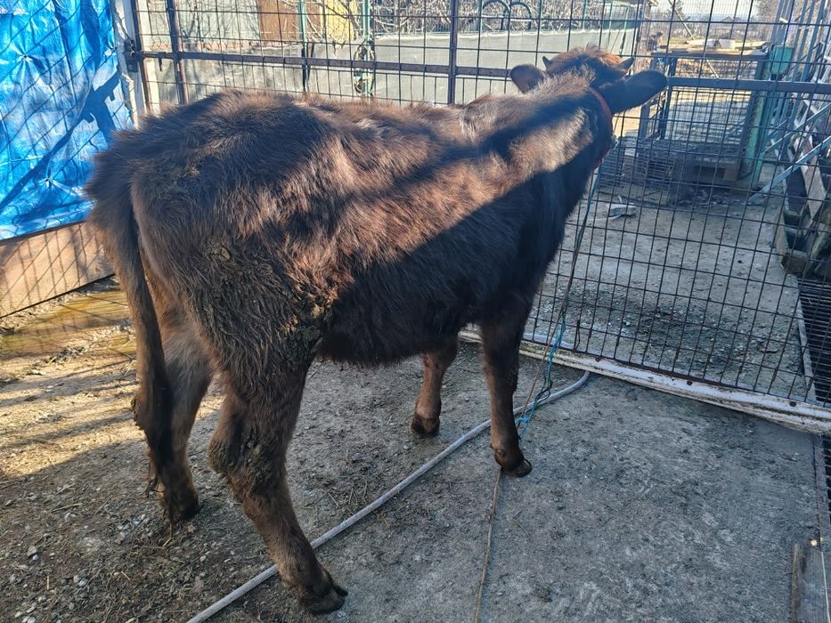 Vitea bruna de vânzare