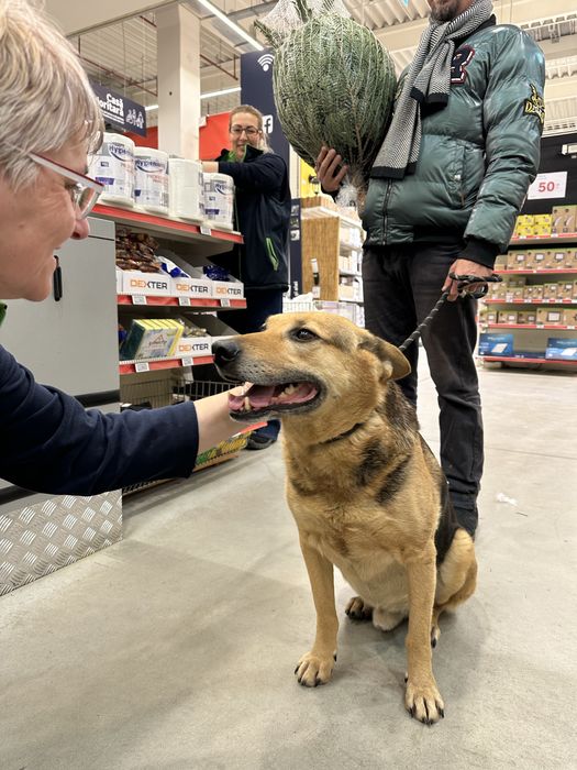 Pet Sitter | Îngrijitor animale -Plimbare, vizite, cazare,bonă animale