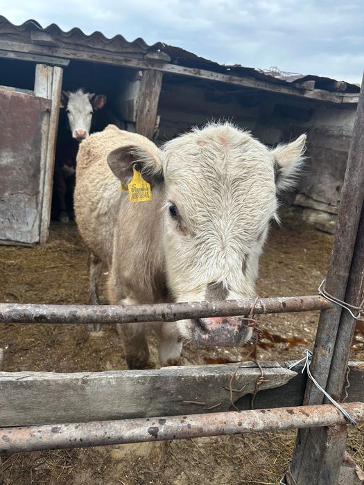 Продам телят звоните !!