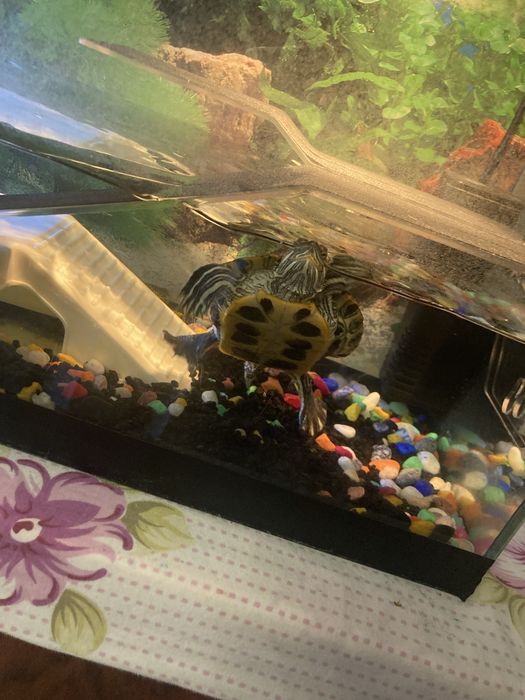 Продам 2 красноухие черепахи