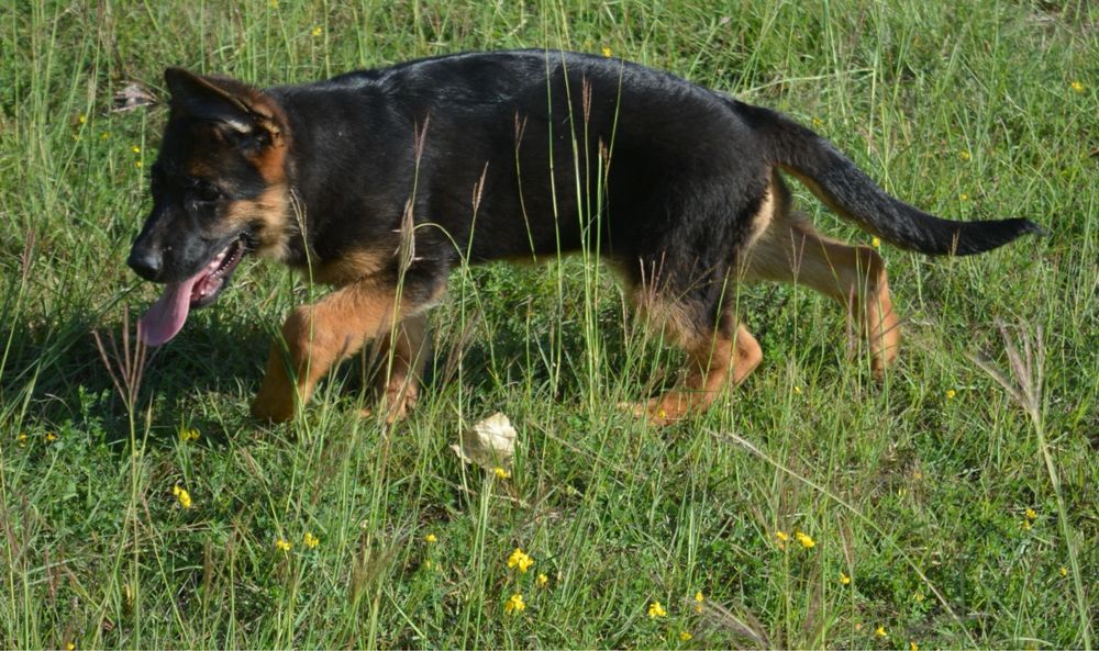 Pui ciobanesc german cu pedigree